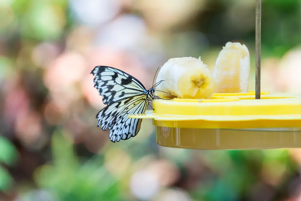 A closeup of a black and white butterfly on a yellow butterfly feeder with banana pieces in it.