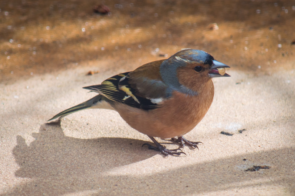 A chaffinch on the ground with a nut in its mouth.