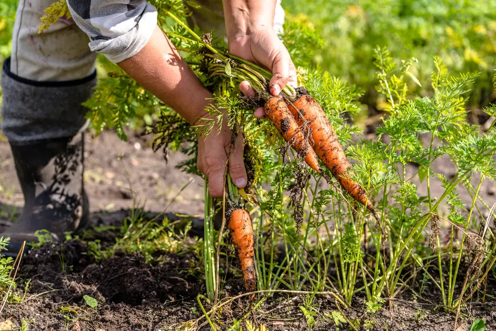 A person hand-picking carrots.