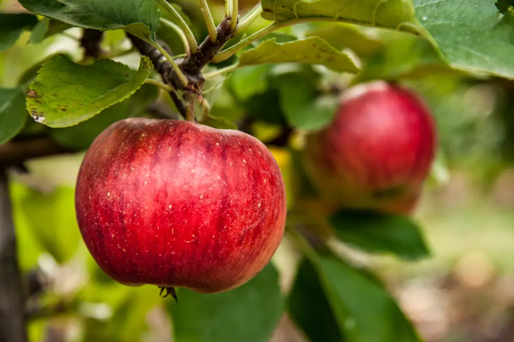 A closeup of apples on an apple tree.