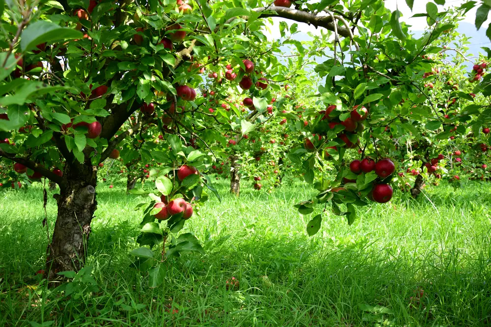 An apple tree with fruit in a grassy area.