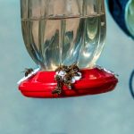 Bees on white flowers on a red bee feeder.