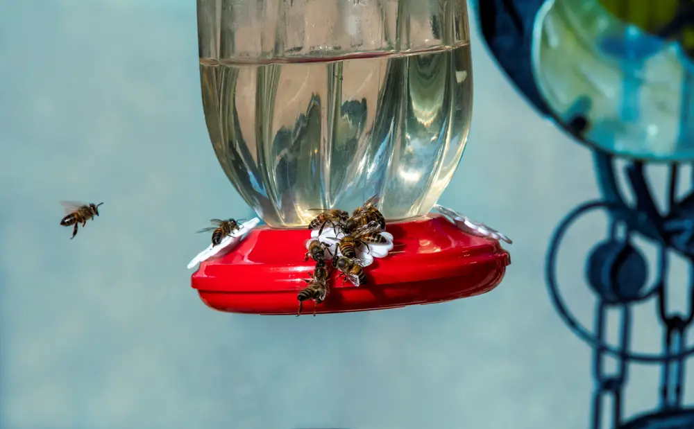 Bees on white flowers on a red bee feeder.