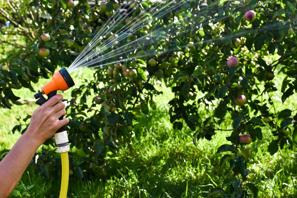 Watering an apple tree on a sunny day.