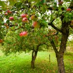 How Long Does It Take To Grow An Apple Tree?