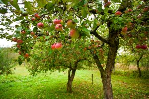 Apple trees with fruit.