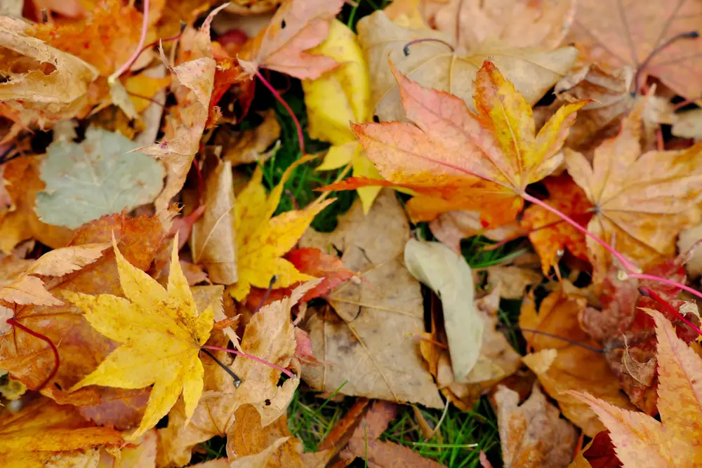 A closeup of fallen leaves of various colors, such as yellow, orange, red, and brown.