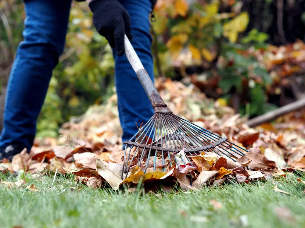A person raking leaves on their lawn.