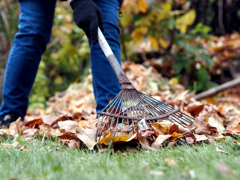 A person raking leaves on their lawn.