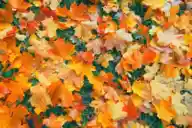 Yellow, orange, red, and brown leaves on the ground in the fall.