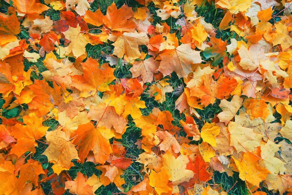Are Dead Leaves Good For Your Garden?
