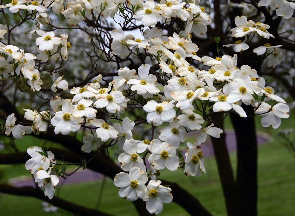 Flowering dogwood tree.