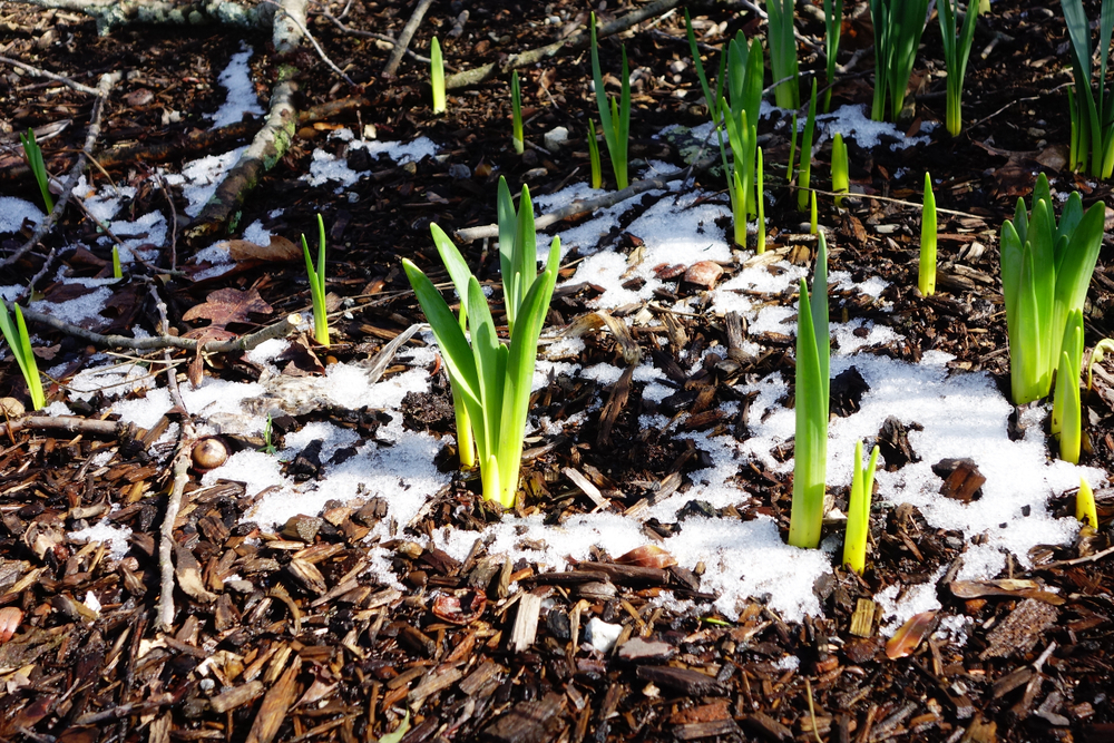 Daffodil plants beginning to poke through snowy mulch.