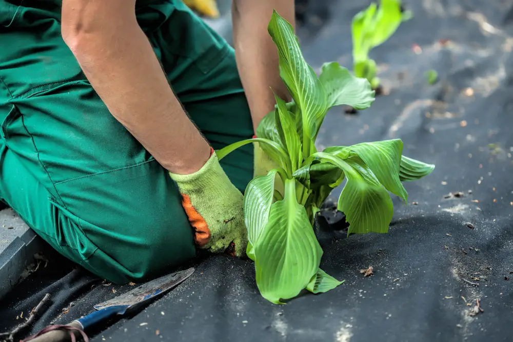 A person working with a plant in landscape fabric.