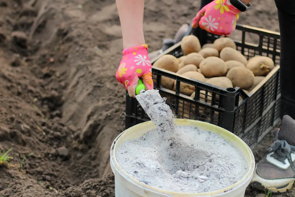 A shot of a woman's gloved hands about to pour ashes into her garden with a crate of potatoes nearby.
