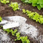 Closeup of a gardener sprinkling ashes throughout their garden with a garden trowel.