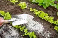 Closeup of a gardener sprinkling ashes throughout their garden with a garden trowel.