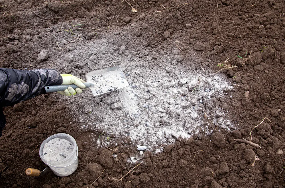 A shot of a gardener's gloved hand dumping wood ash onto their garden soil with a small shovel.