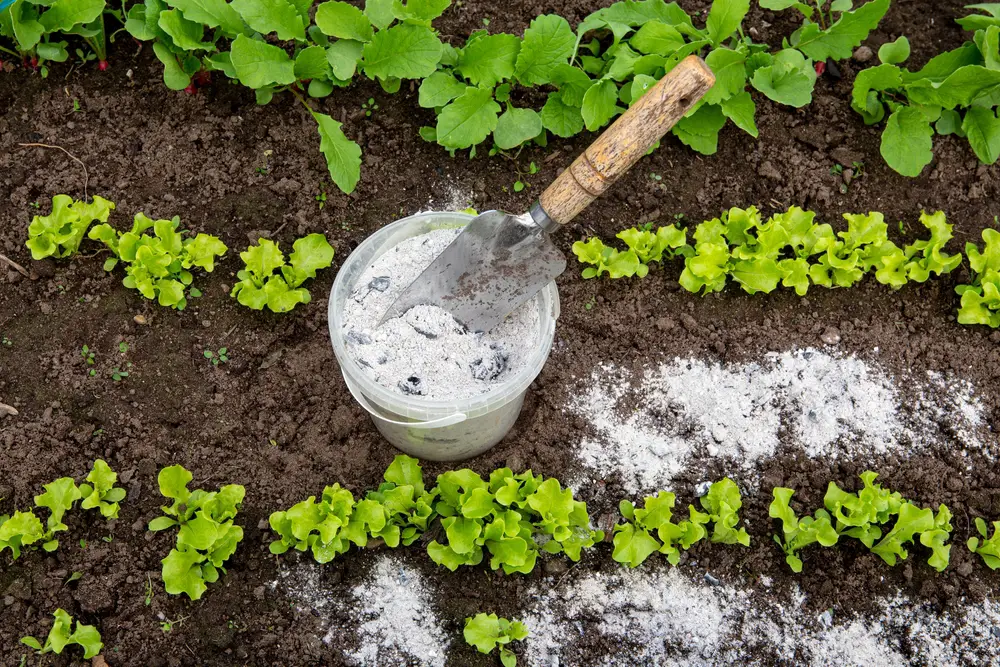 A garden trowel stuck inside a small clear bucket of wood ashes with some already spread in the nearby soil of the garden.