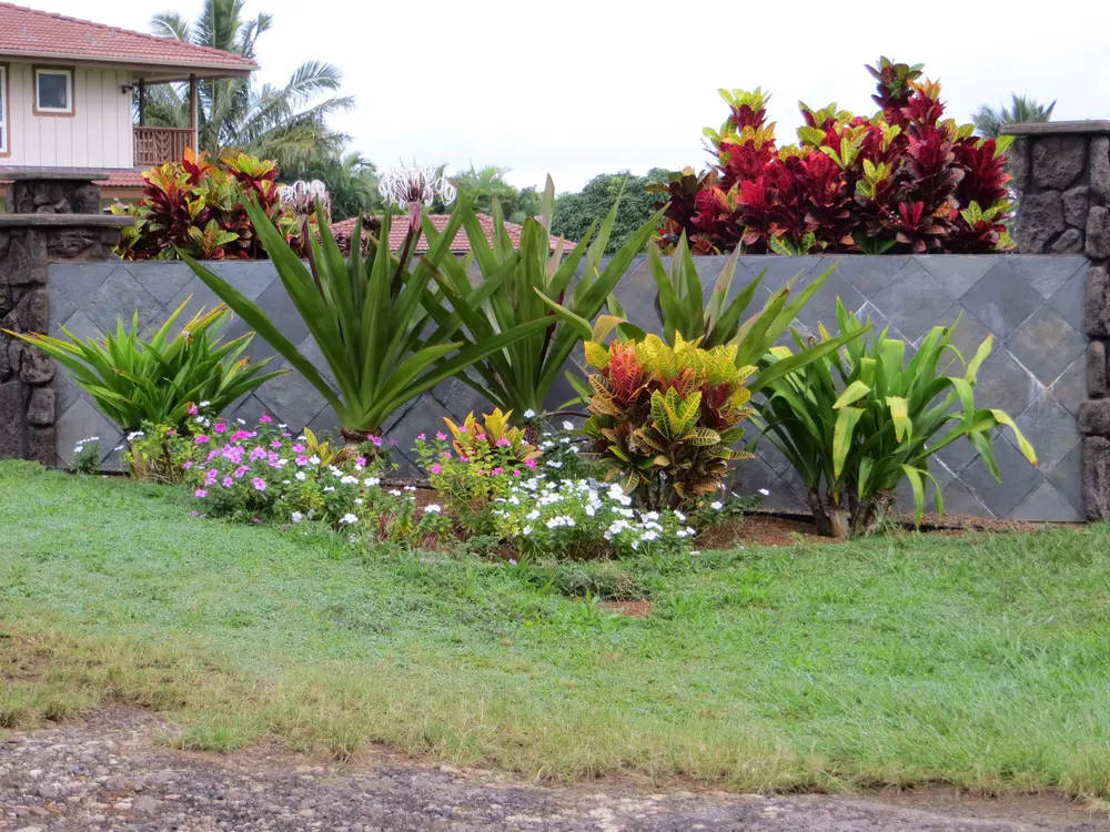 A flower garden in Hawaii next to a wall.