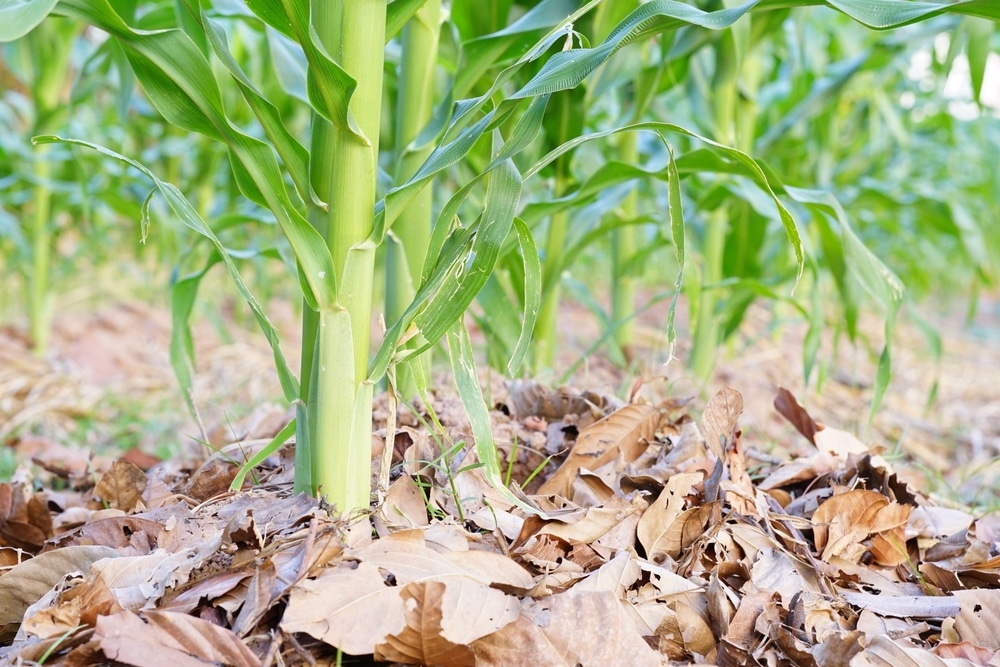 Closeup of leaf mulch surrounding plants.