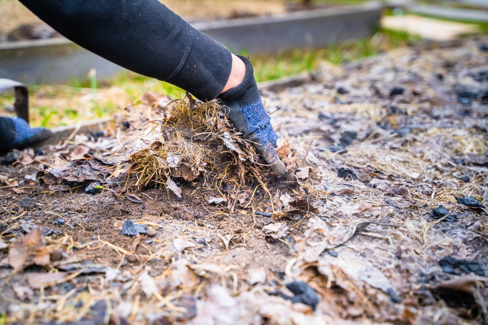 A gardener removing dead leaves and grass from their garden.