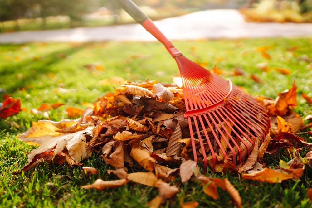 Closeup of someone raking leaves.