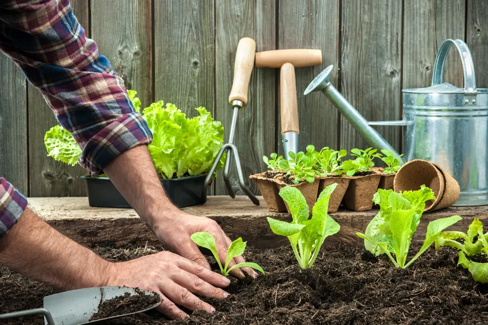 A picture of a man's hands planting lettuce seedlings.