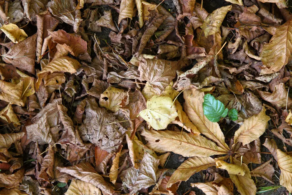 A closeup of fallen leaves of various colors.