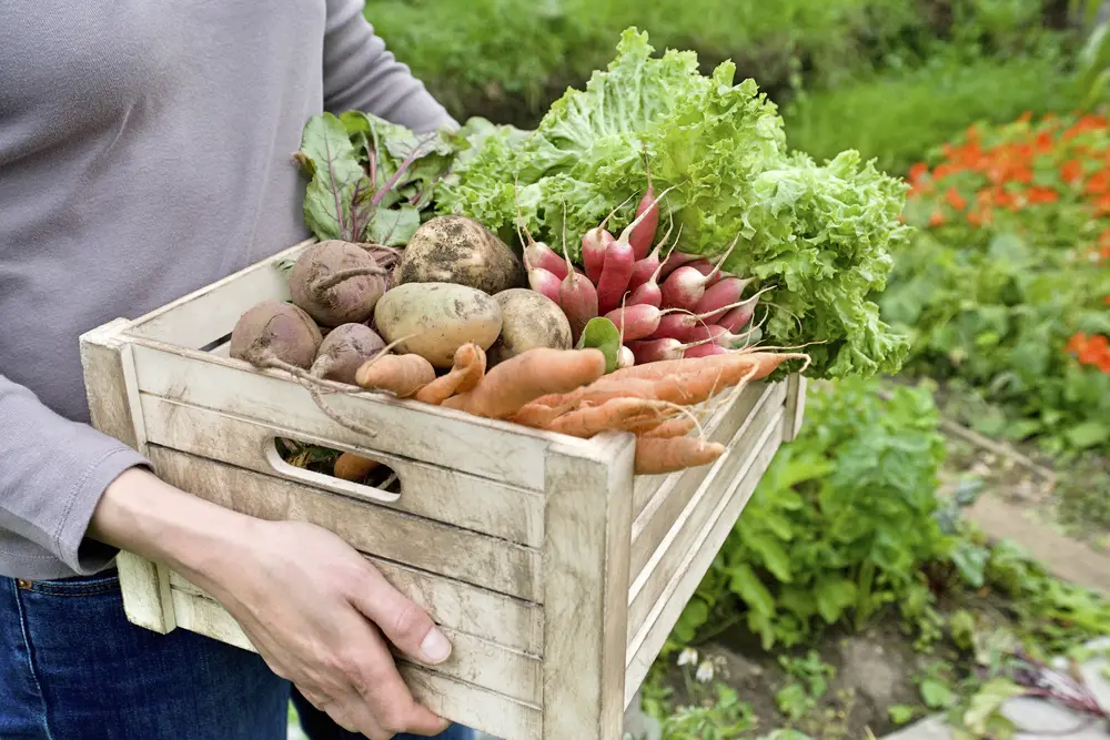A midsection shot of a woman carrying a crate of freshly picked vegetables.