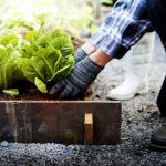 An older man picking vegetables from his raised garden bed.