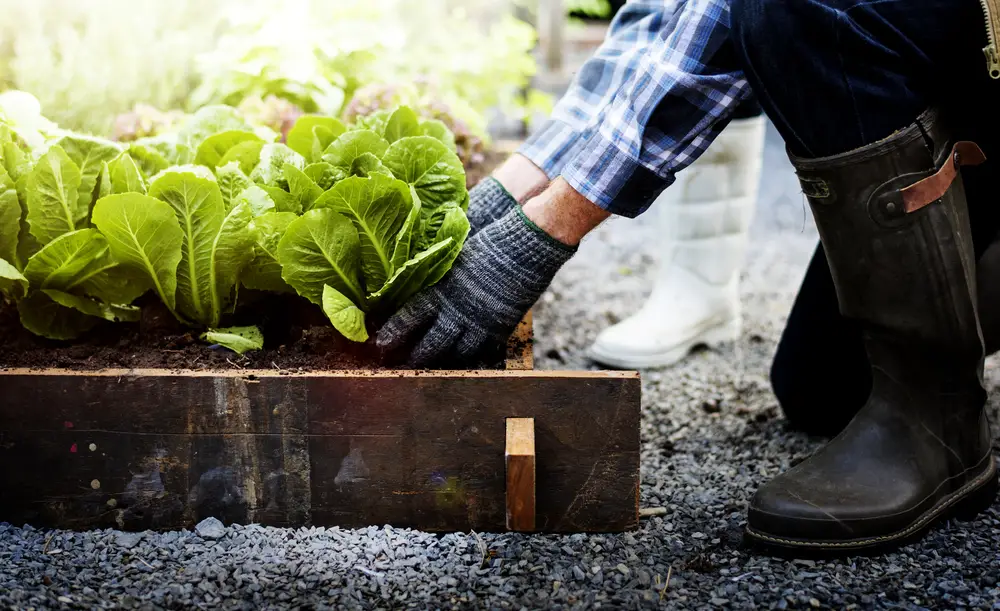 Are Vegetable Gardens Worth It?