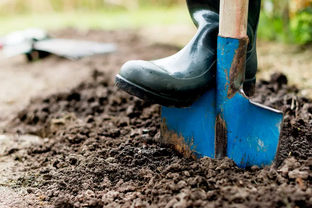 A closeup of a boot pushing a blue shovel into soil.