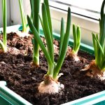 How To Start An Indoor Vegetable Garden: The Complete Guide