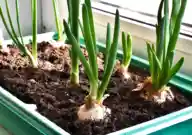 A closeup shot of green onions growing in a container by a windowsill on a sunny day.