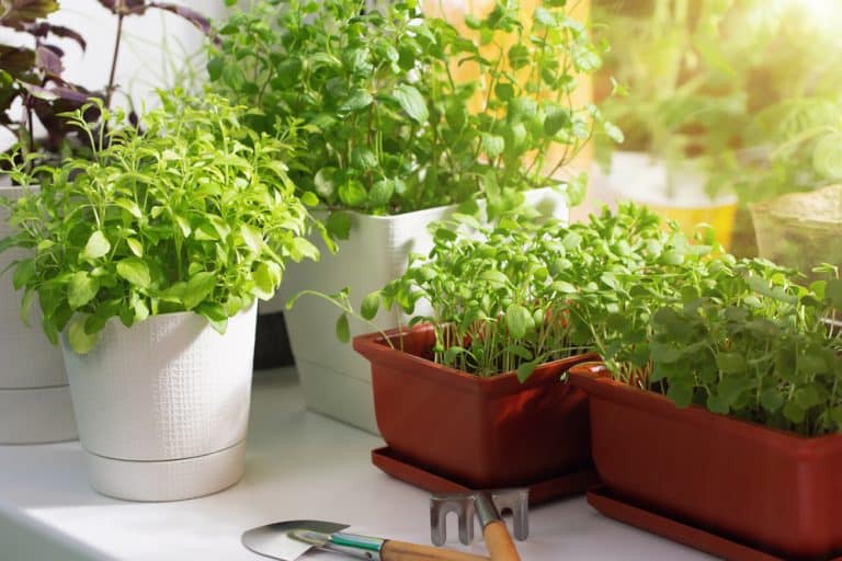 How To Start An Indoor Vegetable Garden: The Complete Guide - Gardenia ...