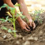 How To Start Your Vegetable Garden: The Complete Guide