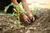 A farmer planting tomato seedling plants in soil outside.