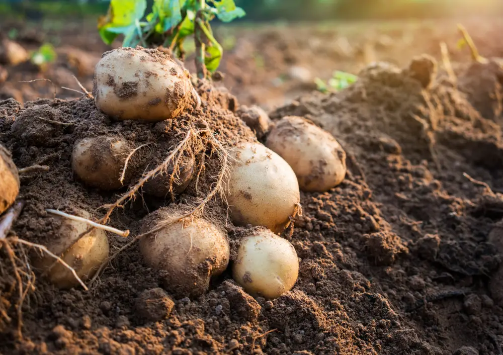 A closeup of potatoes in the soil.