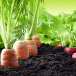 A closeup of carrots and radishes growing in the soil.