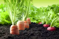 A closeup of carrots and radishes growing in the soil.