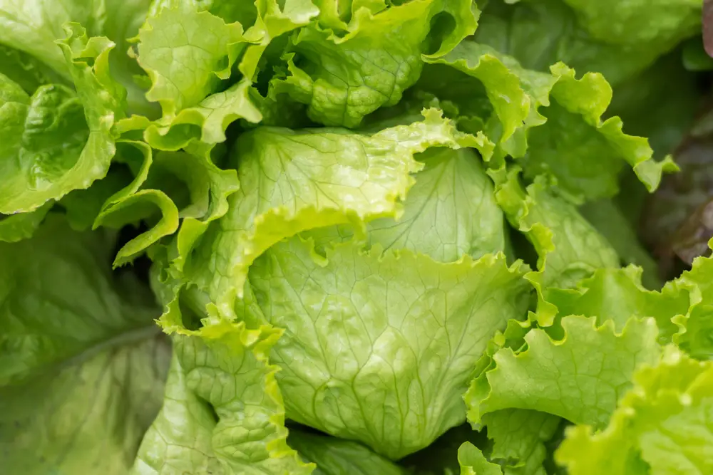 A closeup of head lettuce.