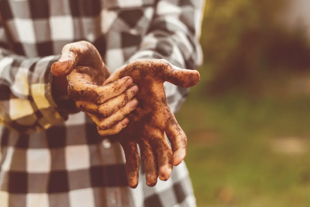 A closeup of a man's dirty hands are working in the soil.