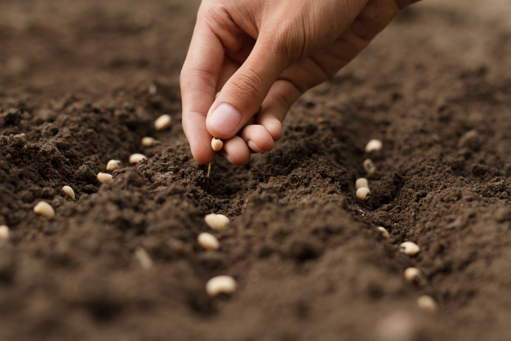A closeup of a person laying seeds in the soil in rows.