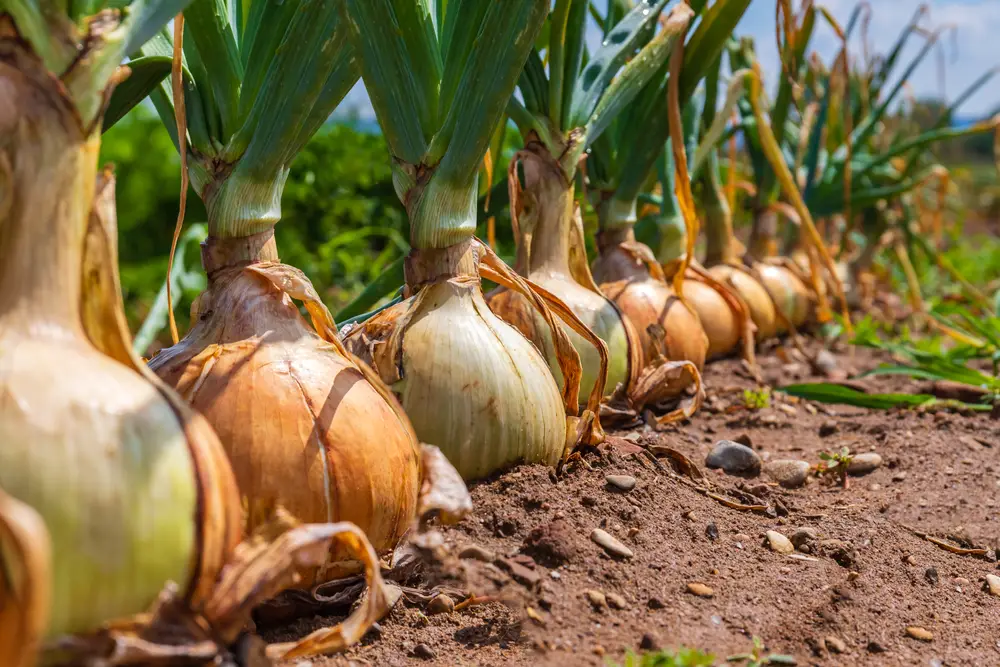 A row of onions in the soil.