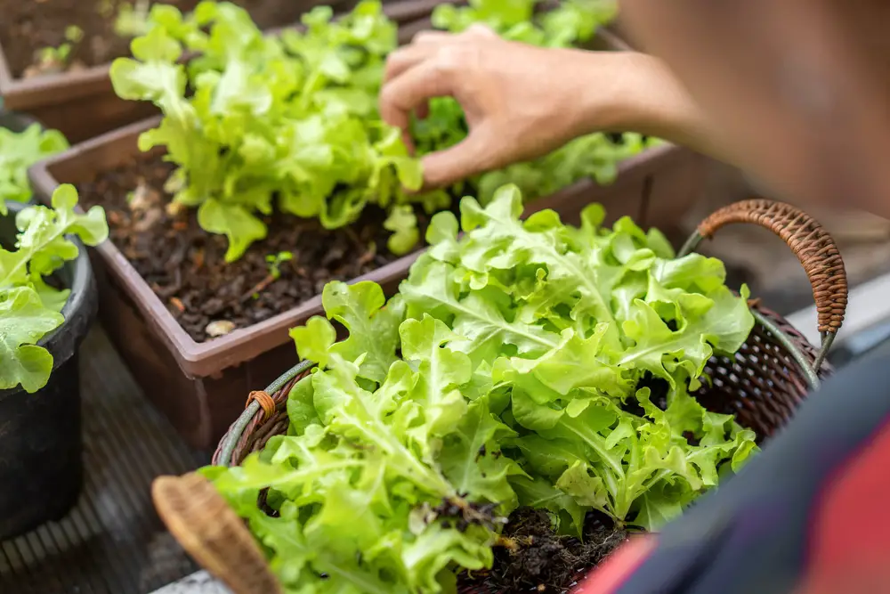 A closeup of a person picking lettuce from their planters.