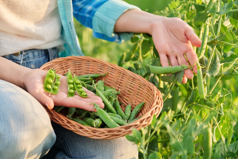 A woman collecting fresh pea pods and opening some of them.