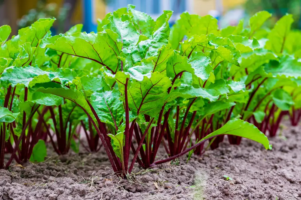 A closeup of beets growing in the soil.