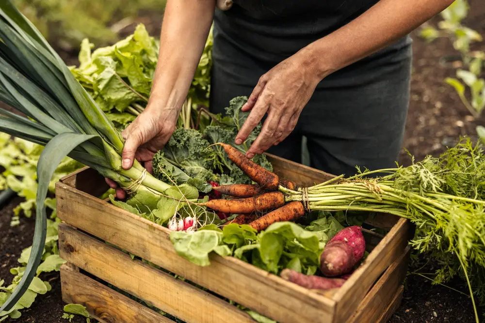 A person arranging freshly picked vegetables into a crate.
