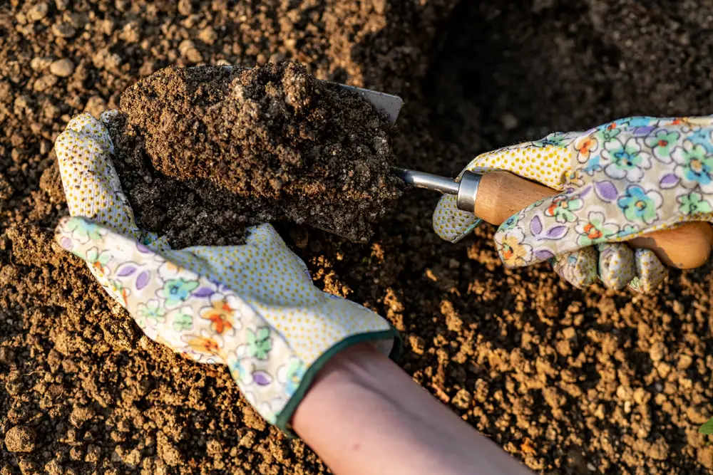 A closeup shot of someone's gloved hands using a garden trowel to dig up and inspect the soil on a sunny day.